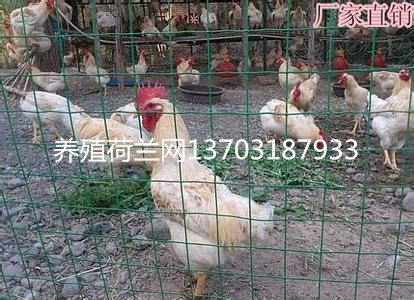 養(yǎng)雞綠色圍欄網(wǎng)